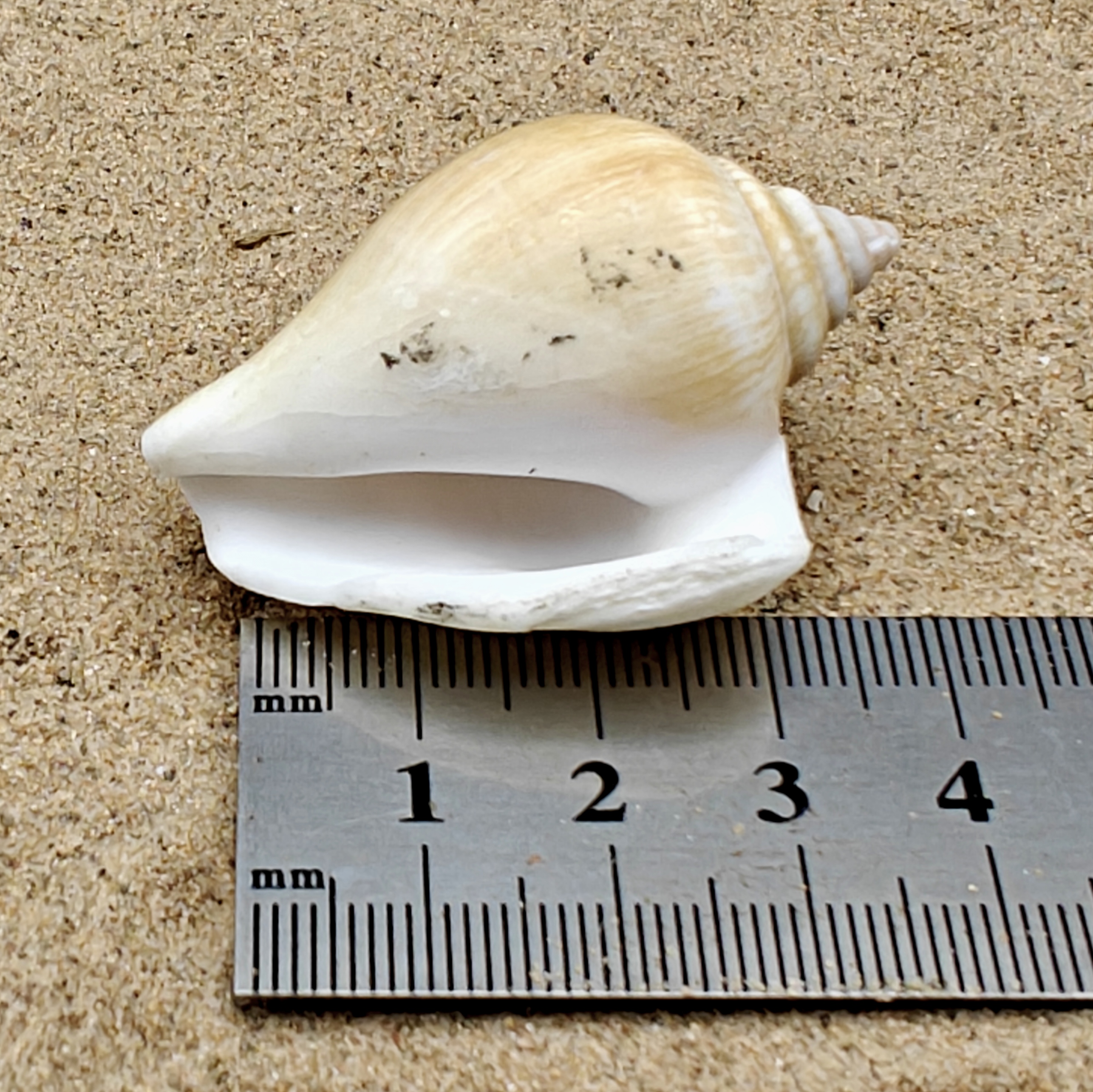 Tulip Conch Shell (also known as Dog Conch Shells).