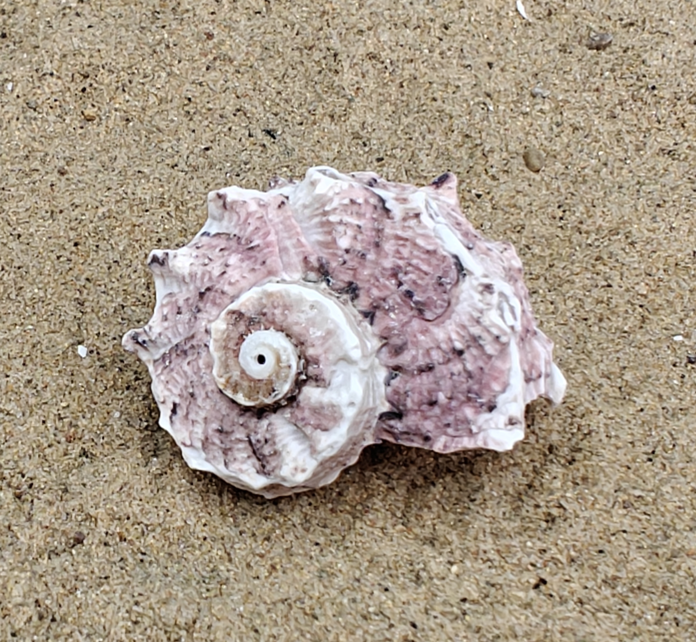 Delphinium Shell (Medium)