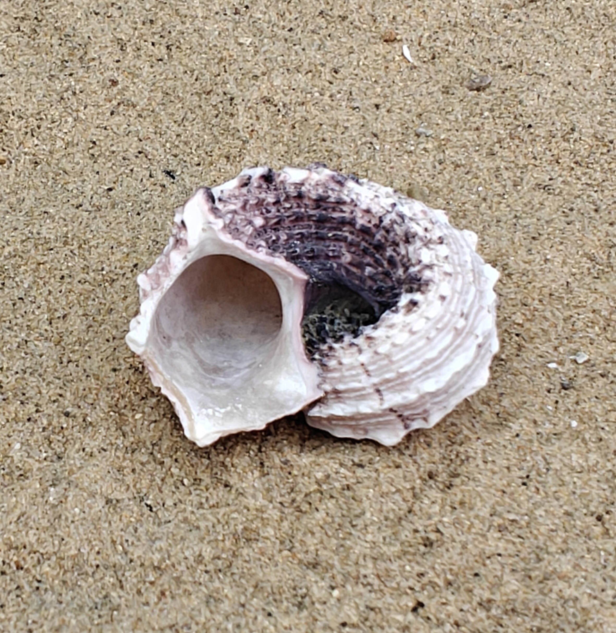 Delphinium Shell (Medium)