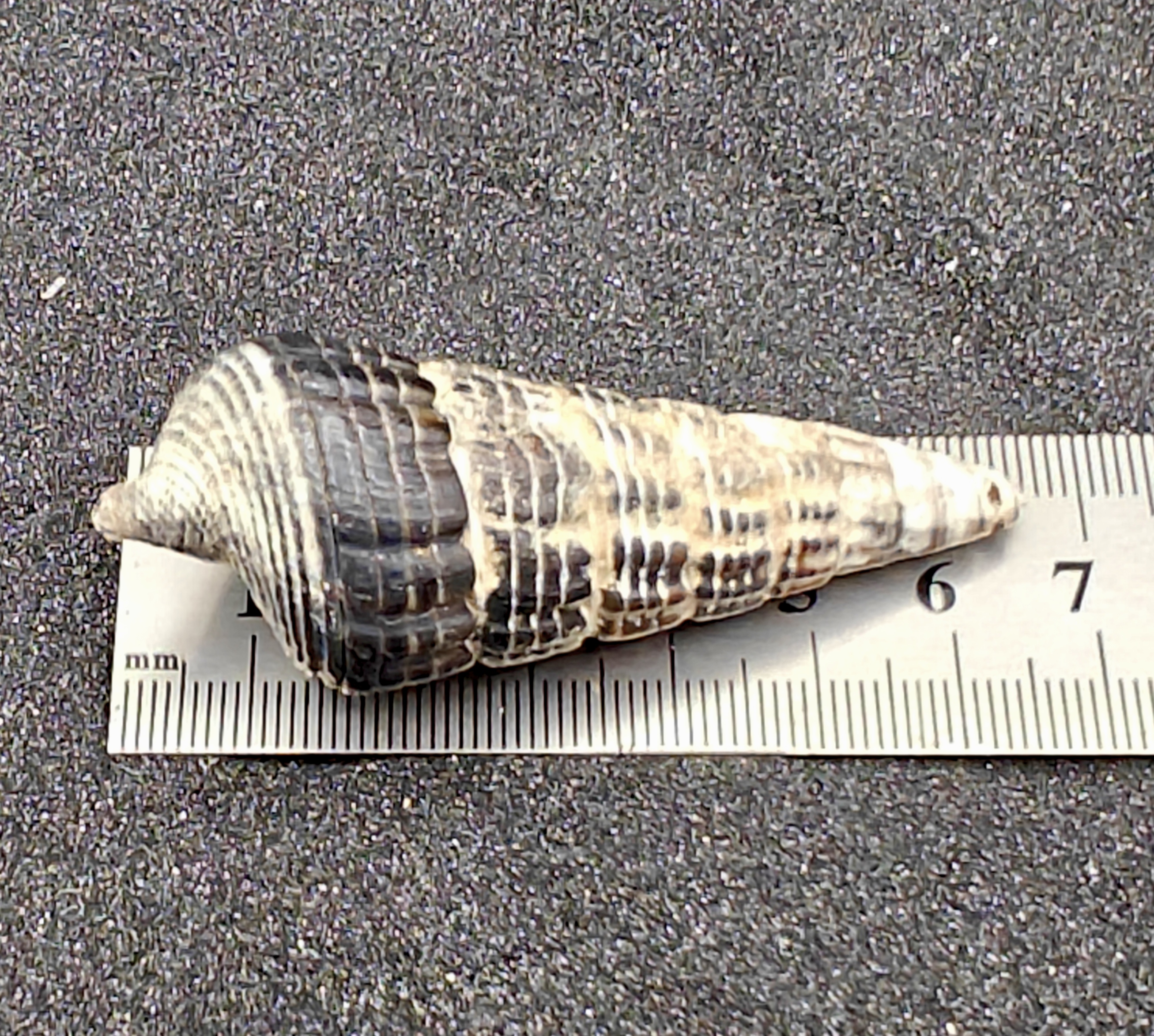 Mangrove Whelk Shells (Medium) x5