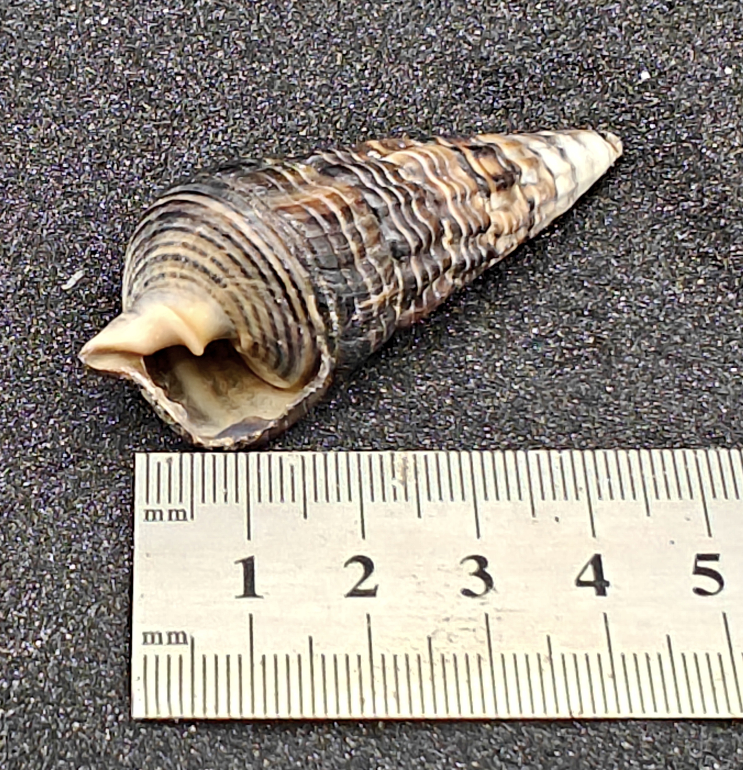 Mangrove Whelk Shells (Medium) x5