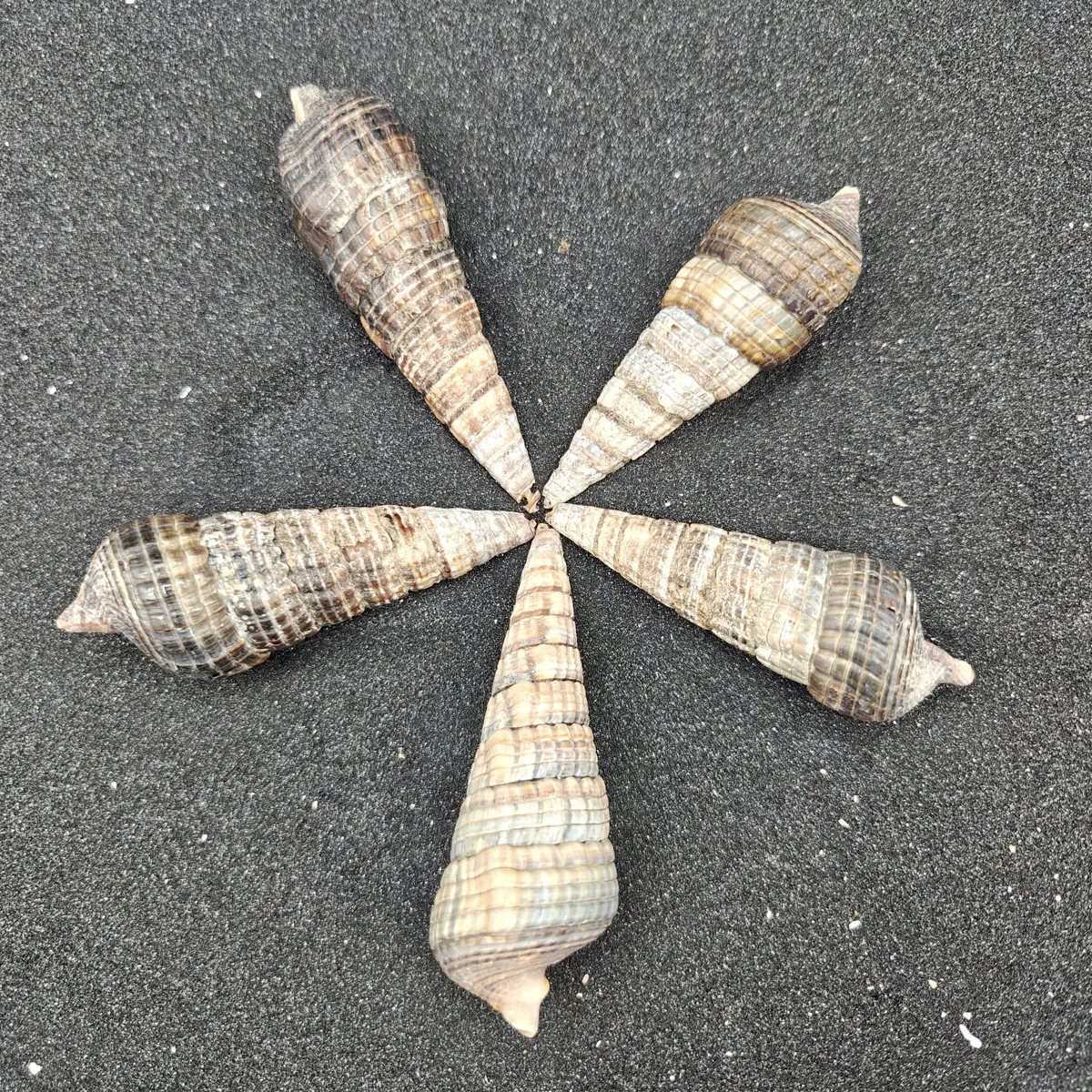 Mangrove Whelk Shells (Large) x5