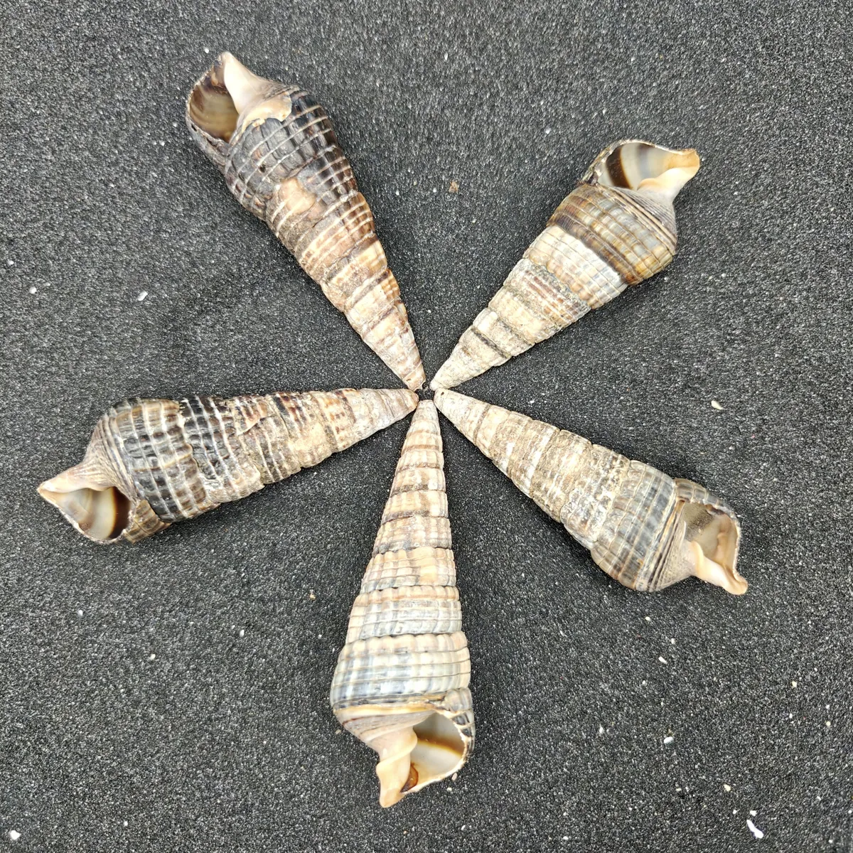 Mangrove Whelk Shells (Large) x5