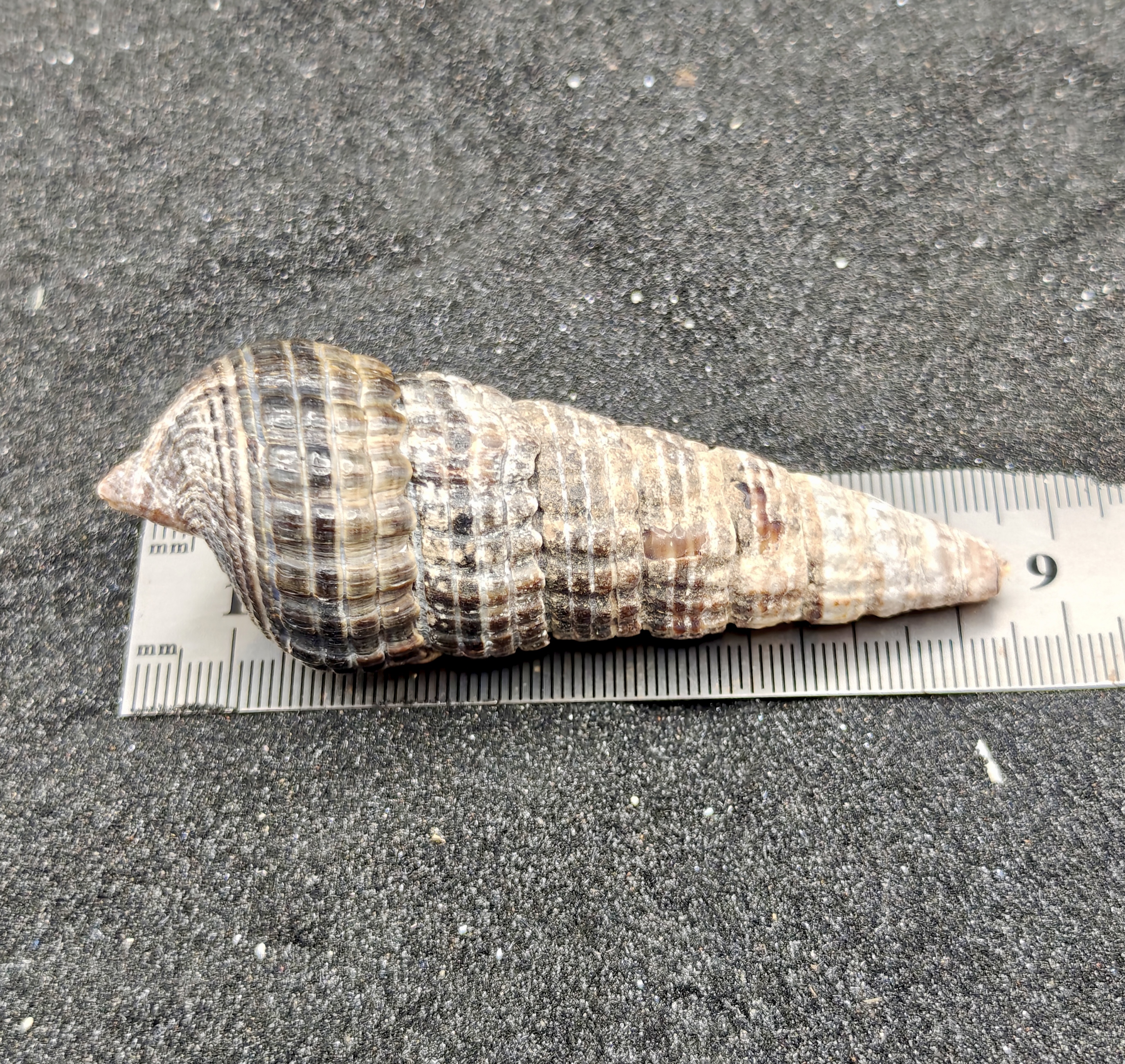 Mangrove Whelk Shells (Large) x5