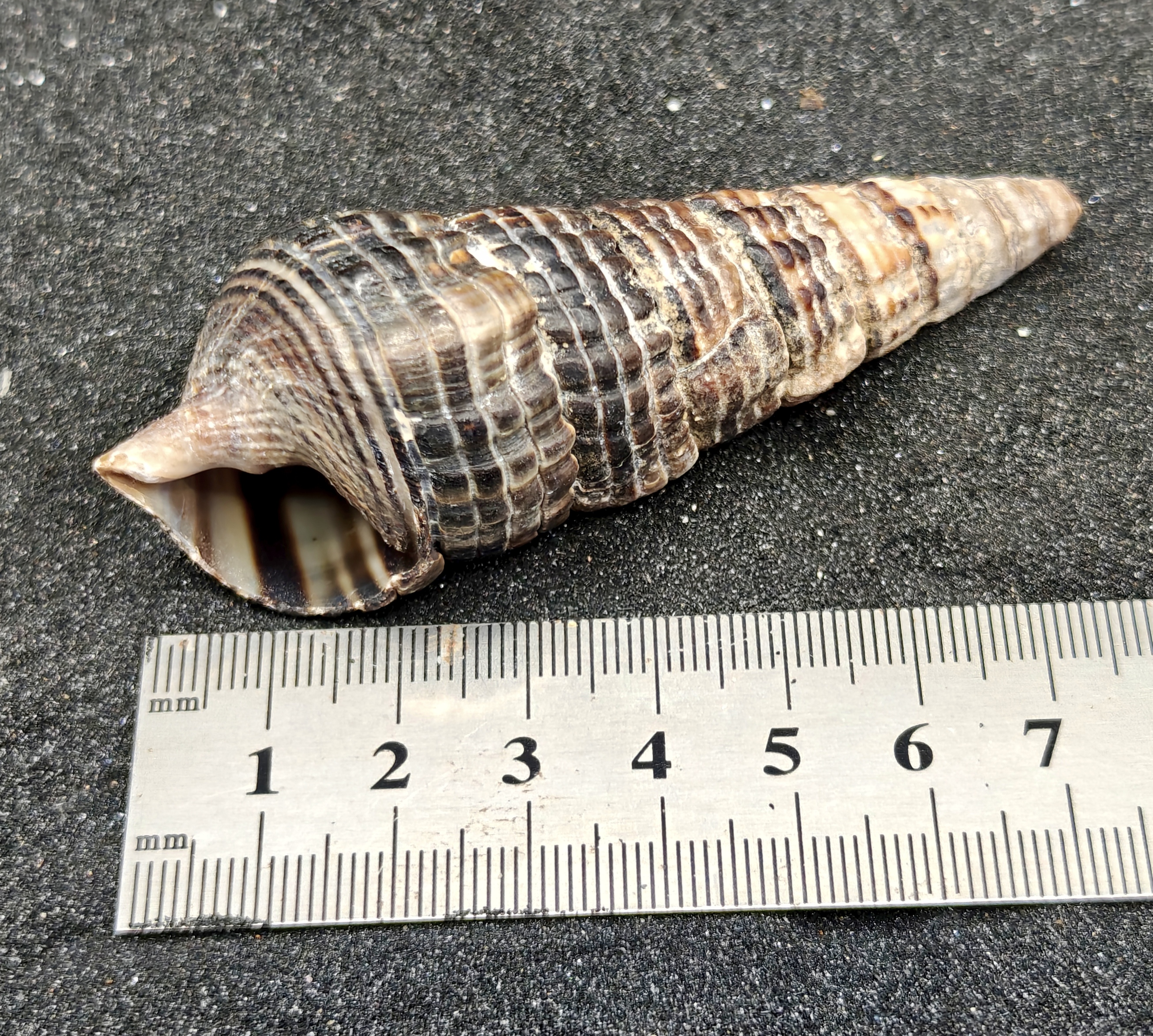 Mangrove Whelk Shells (Large) x5