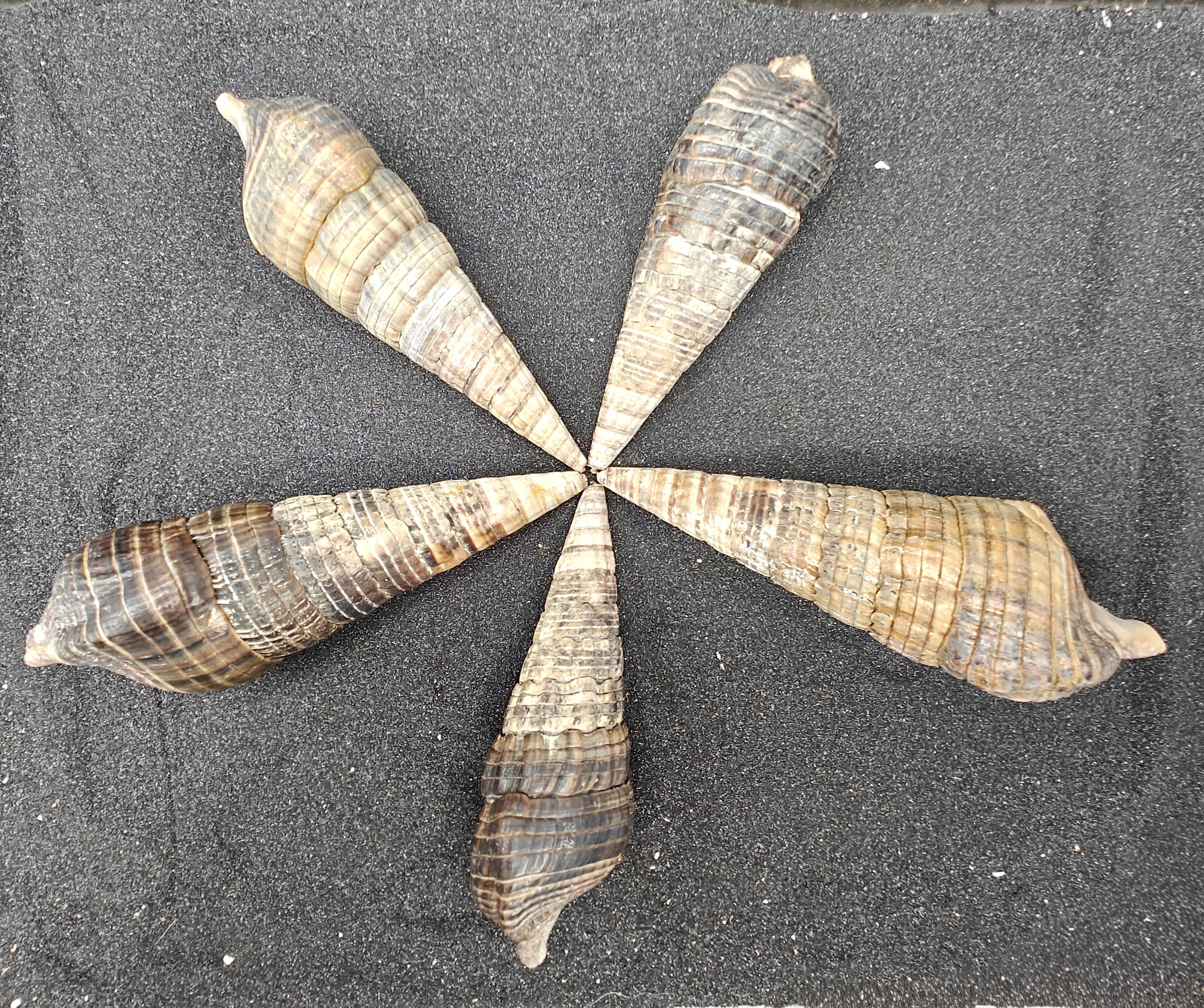 Mangrove Whelk Shells (Extra Large) x5