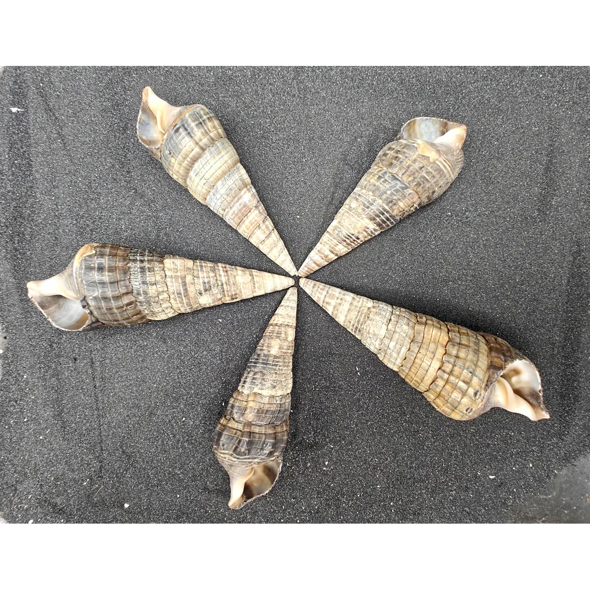 Mangrove Whelk Shells (Extra Large) x5