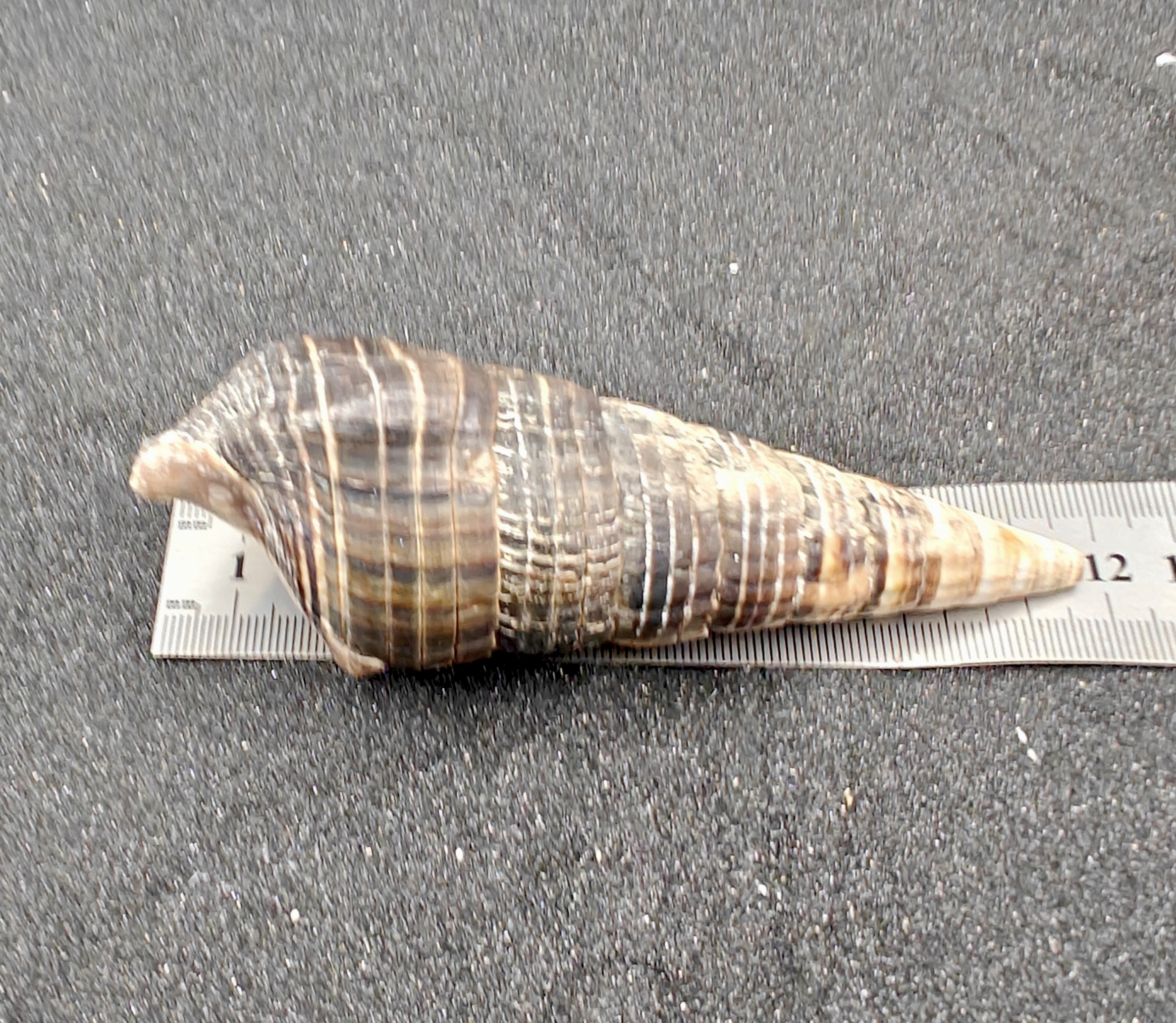 Mangrove Whelk Shells (Extra Large) x5