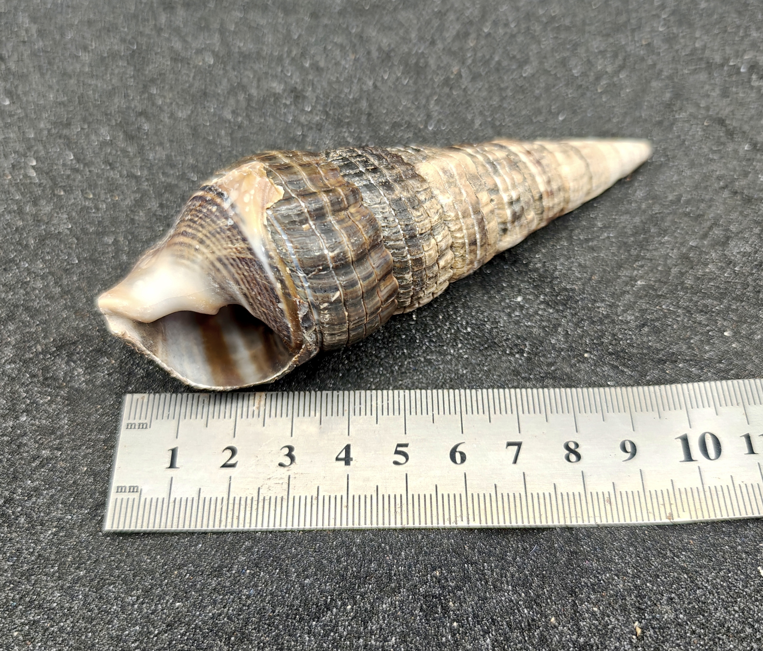 Mangrove Whelk Shells (Extra Large) x5