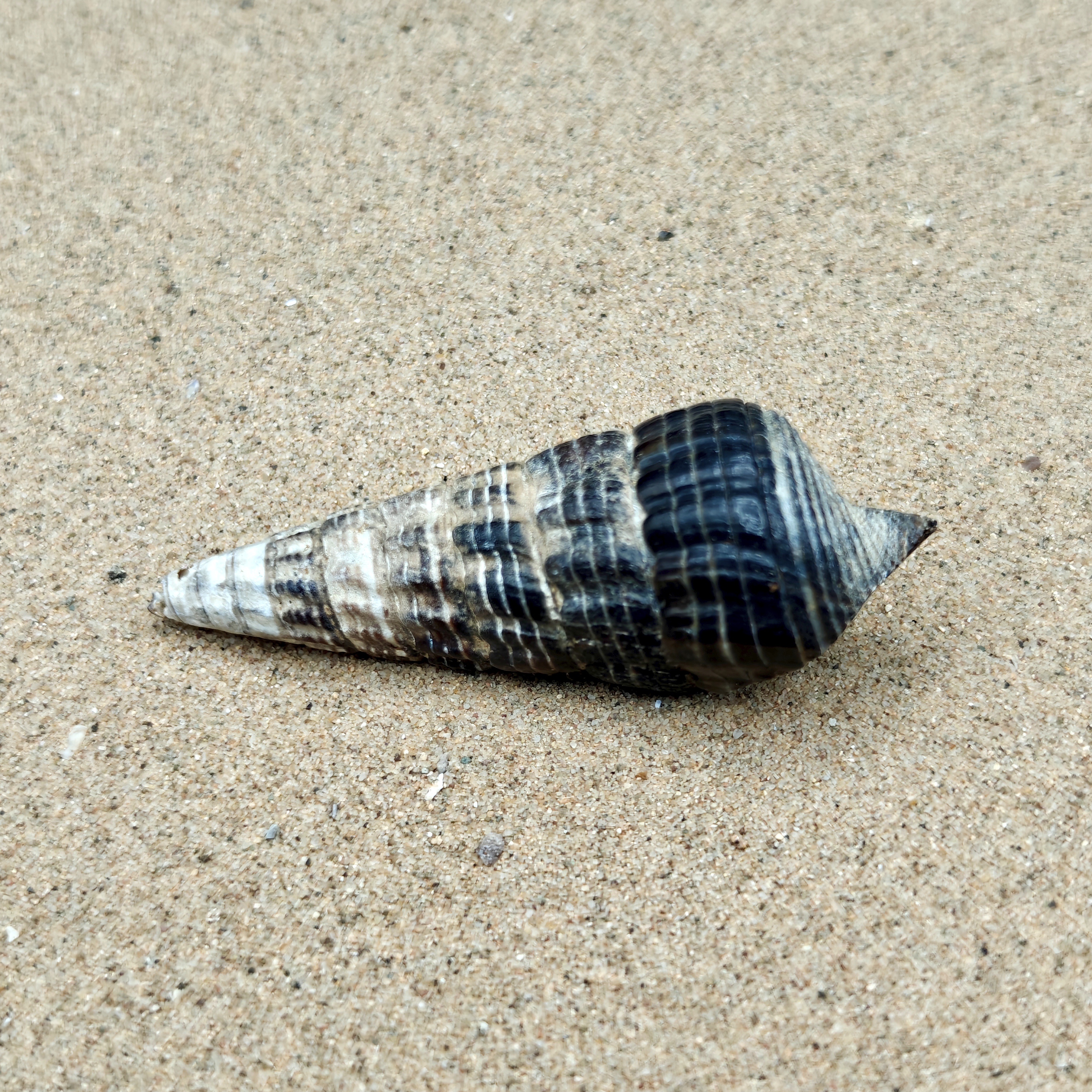 Mangrove Whelk Shell (Medium)