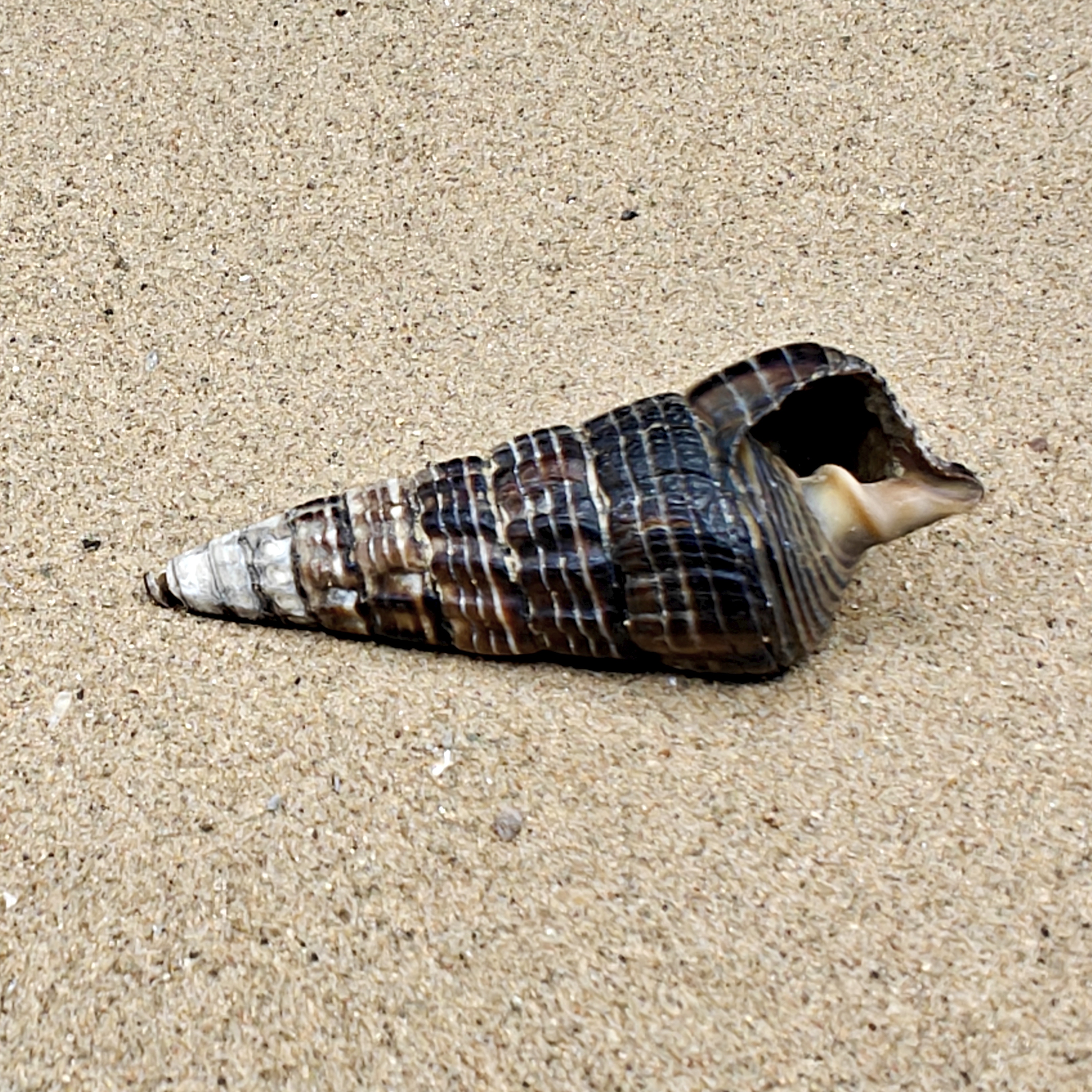 Mangrove Whelk Shell (Medium)