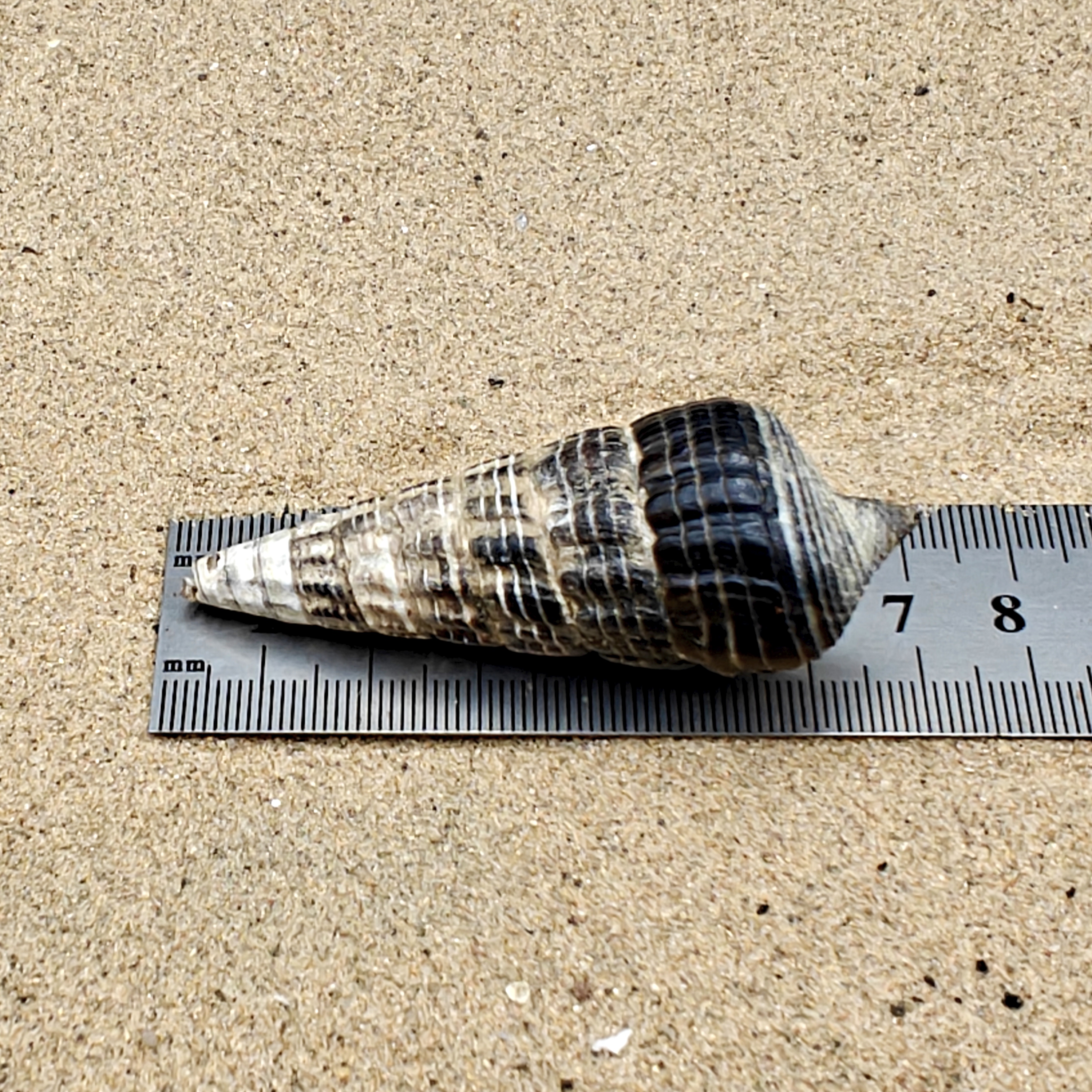 Mangrove Whelk Shell (Medium)