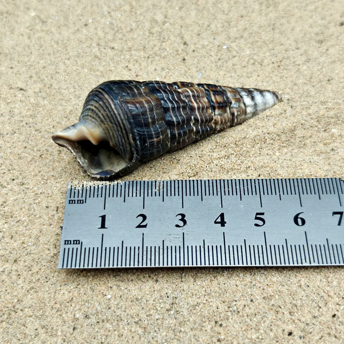 Mangrove Whelk Shell (Medium)