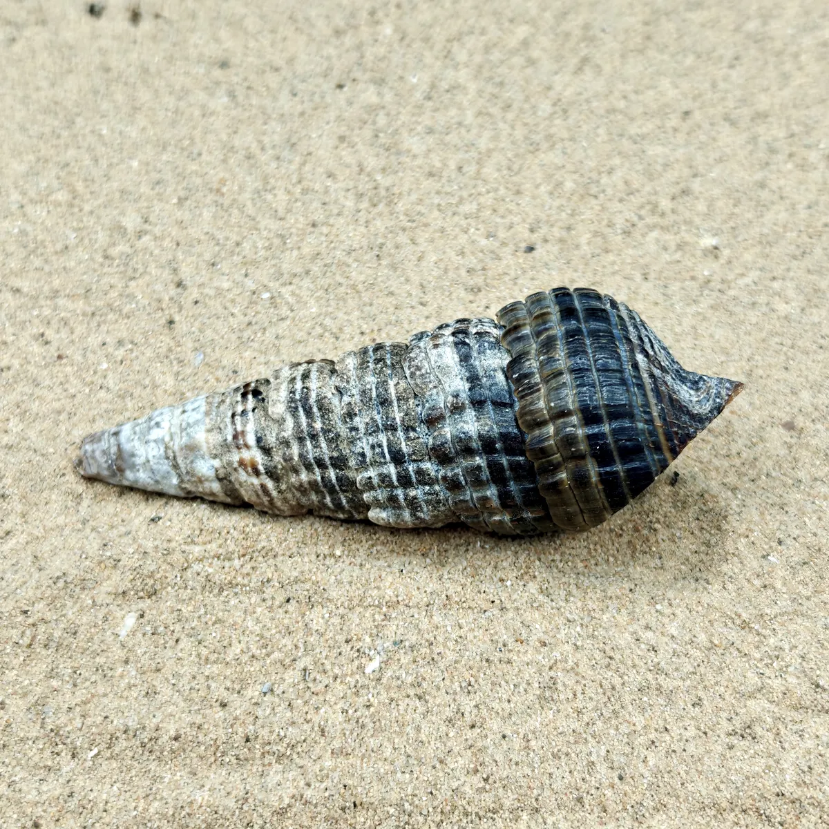 Mangrove Whelk Shell (Large)