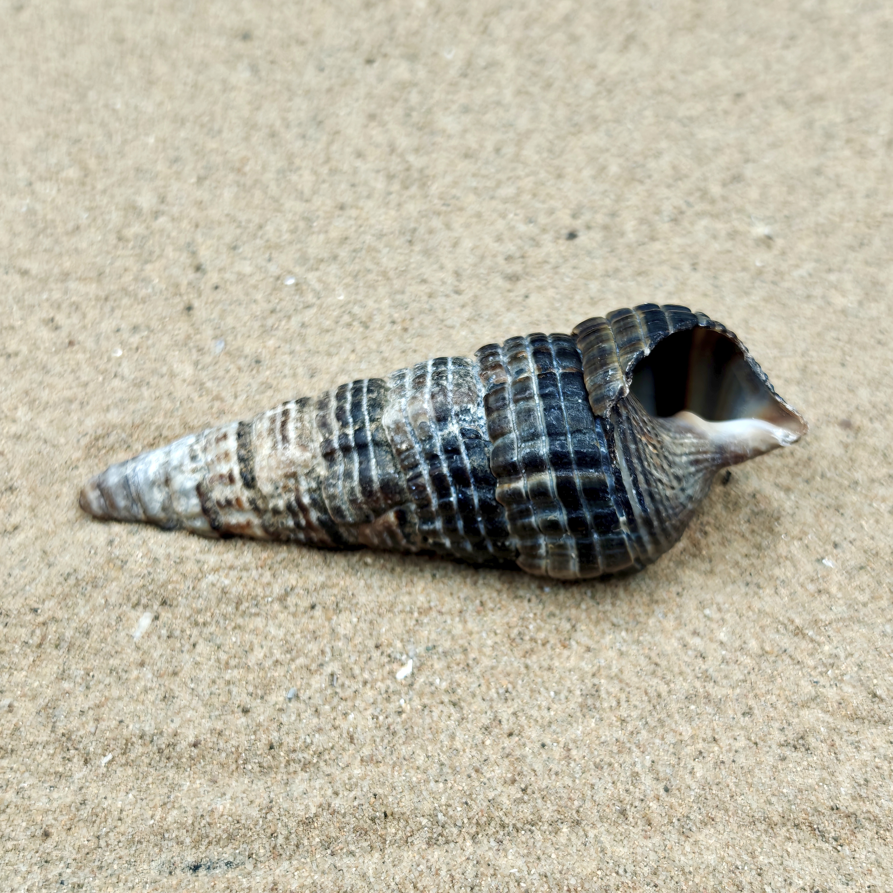 Mangrove Whelk Shell (Large)
