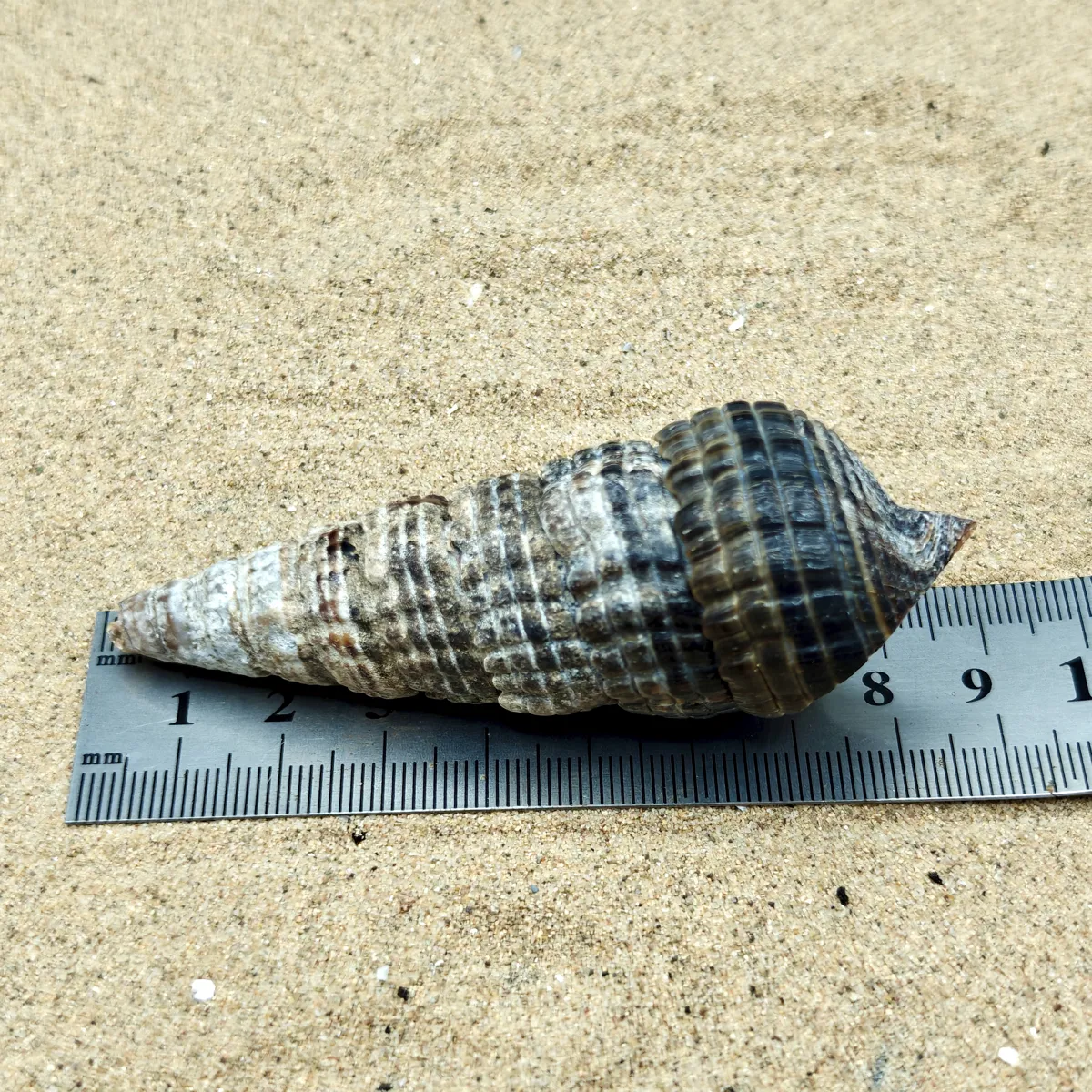 Mangrove Whelk Shell (Large)