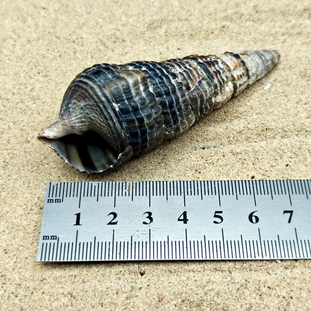 Mangrove Whelk Shell (Large)