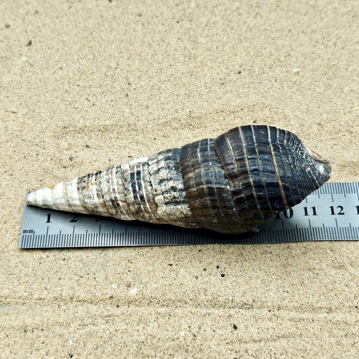 Mangrove Whelk Shell (Extra Large)
