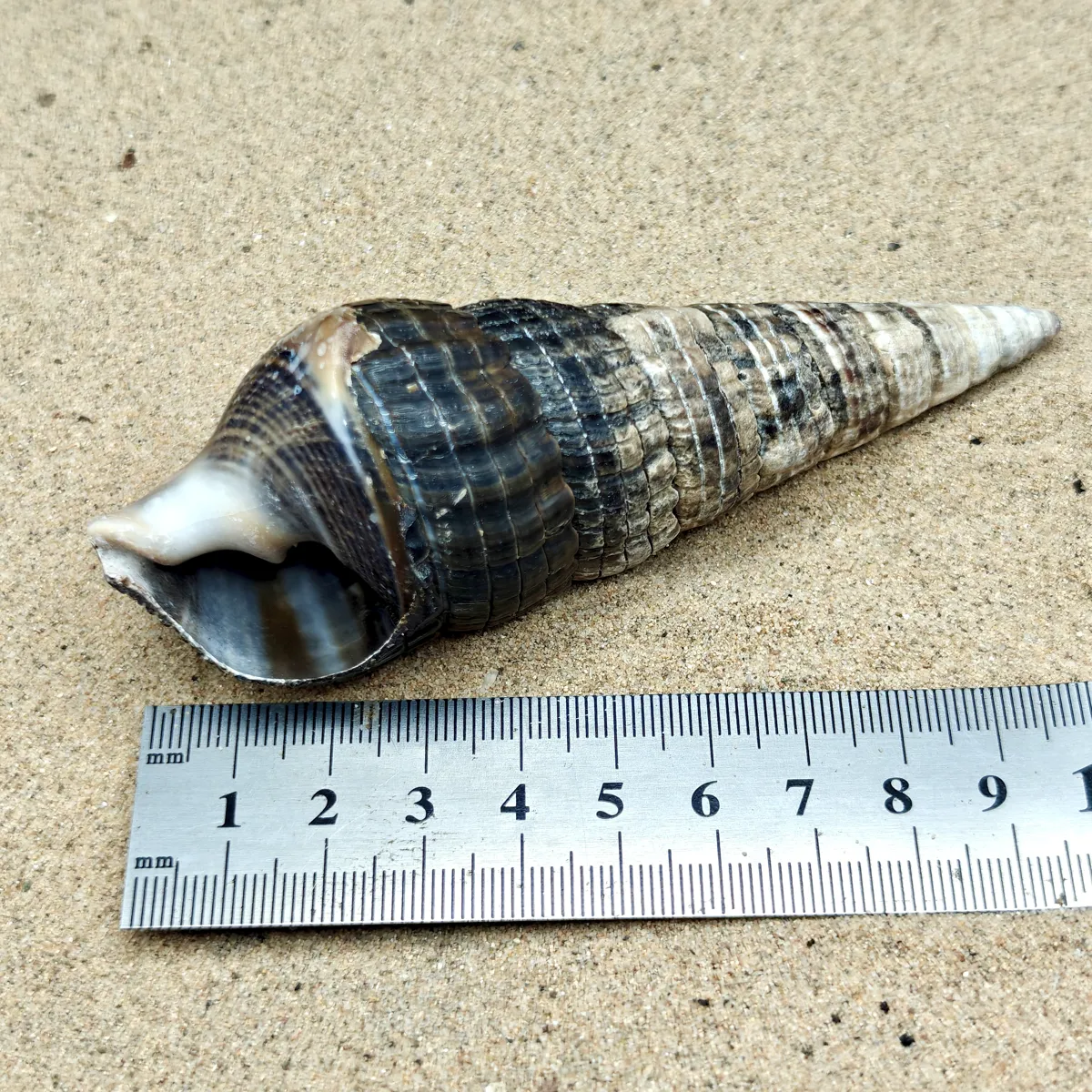Mangrove Whelk Shell (Extra Large)
