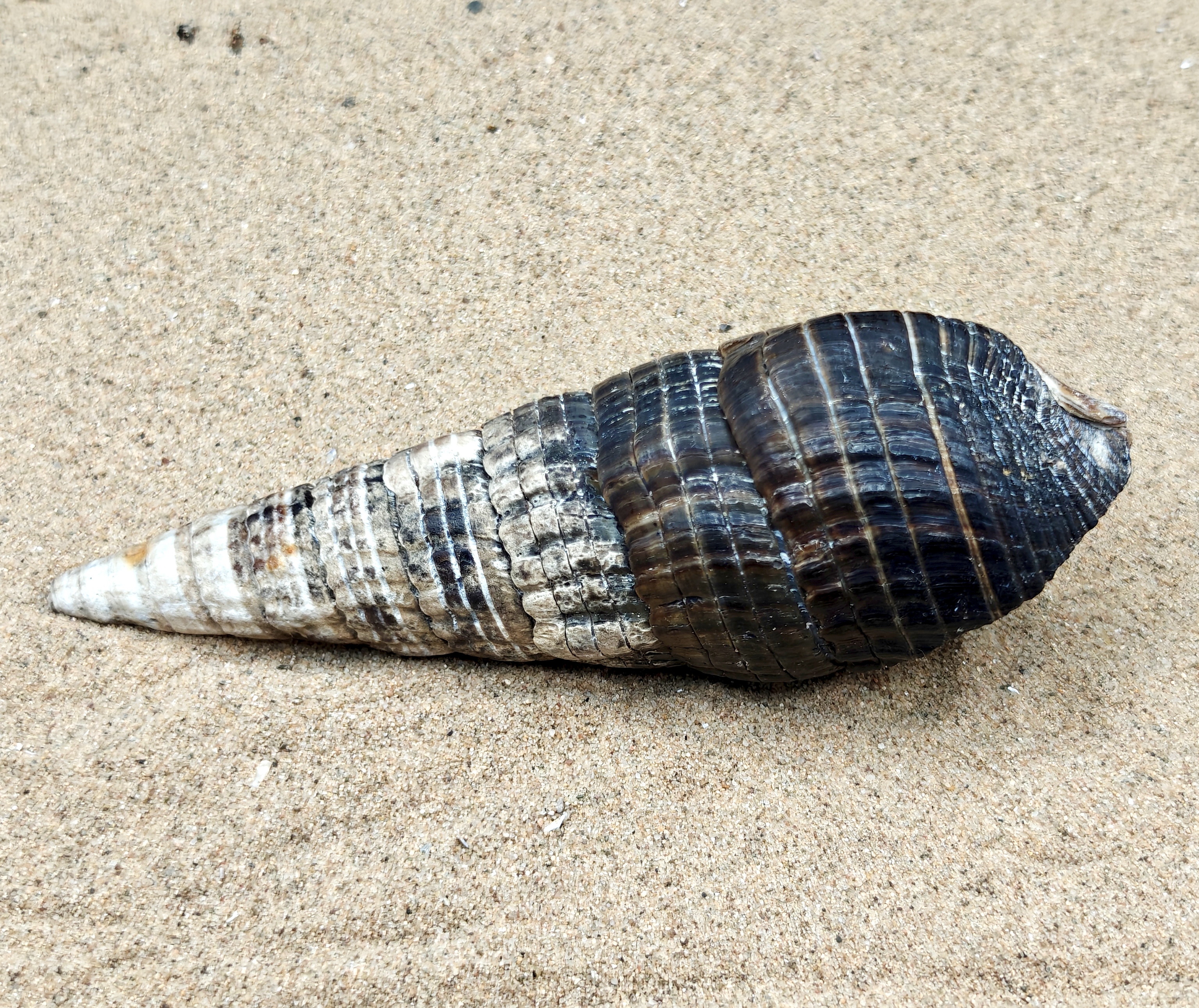 Mangrove Whelk Shell (Extra Large)