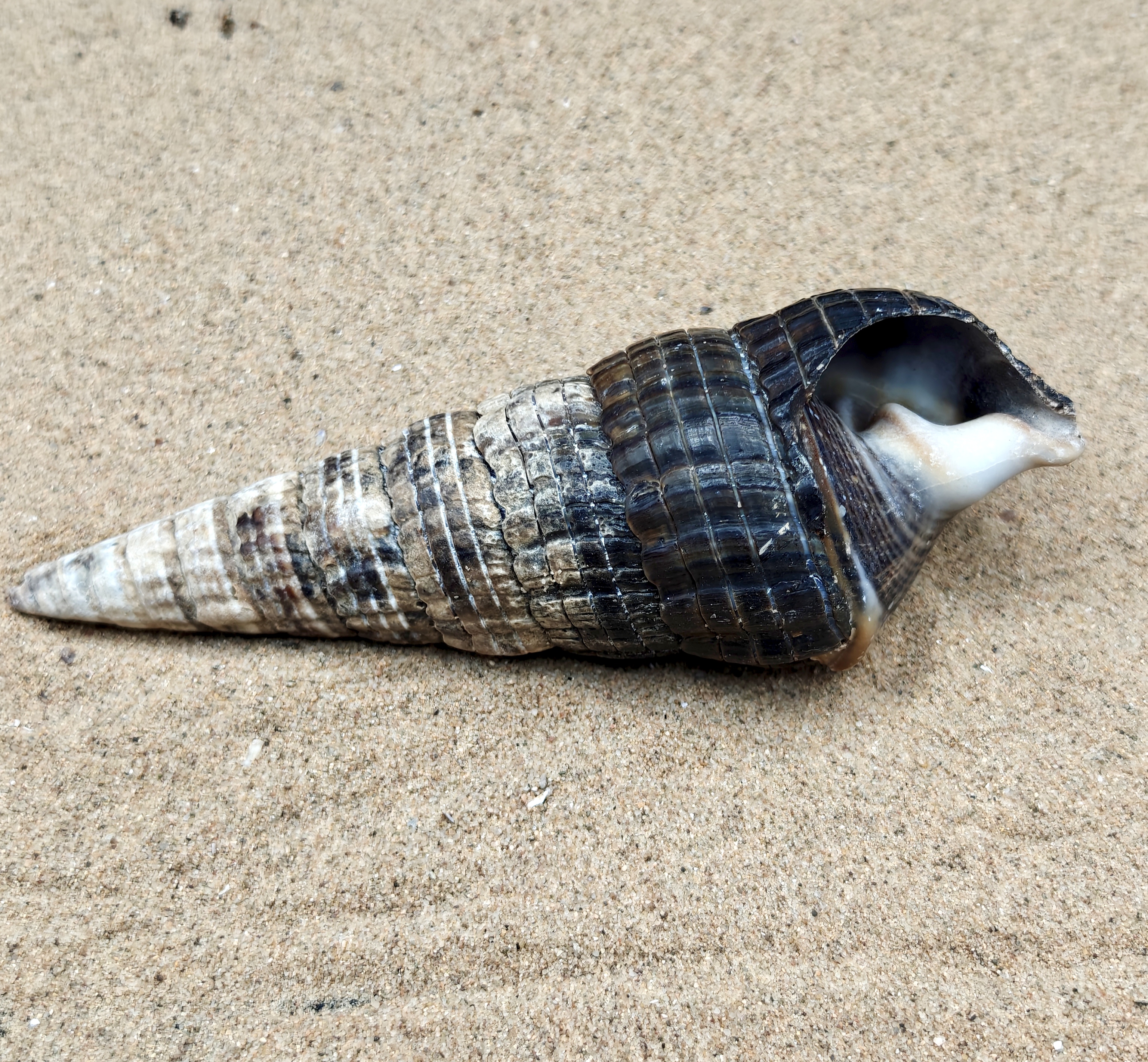 Mangrove Whelk Shell (Extra Large)