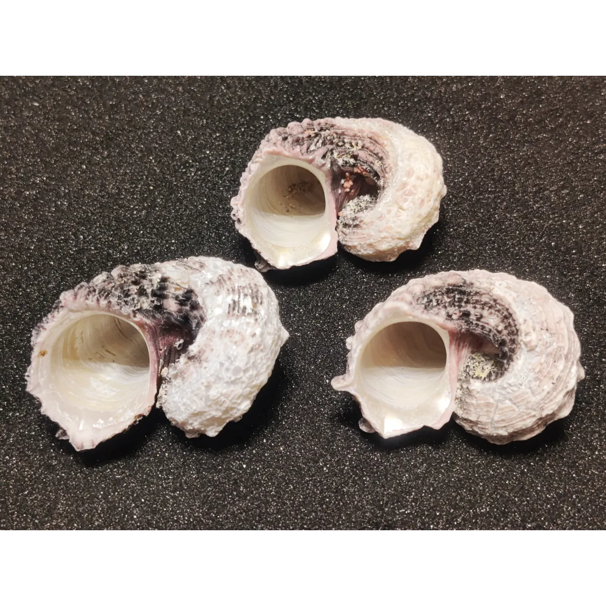 Delphinium Shells (Extra Large) x3