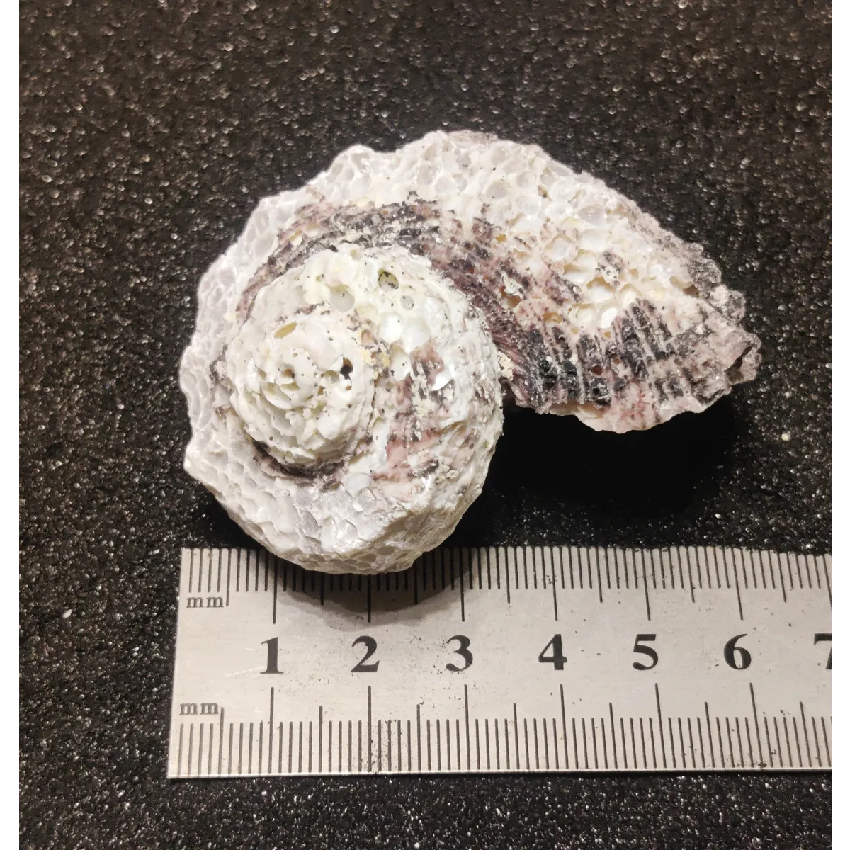 Delphinium Shells (Extra Large) x3