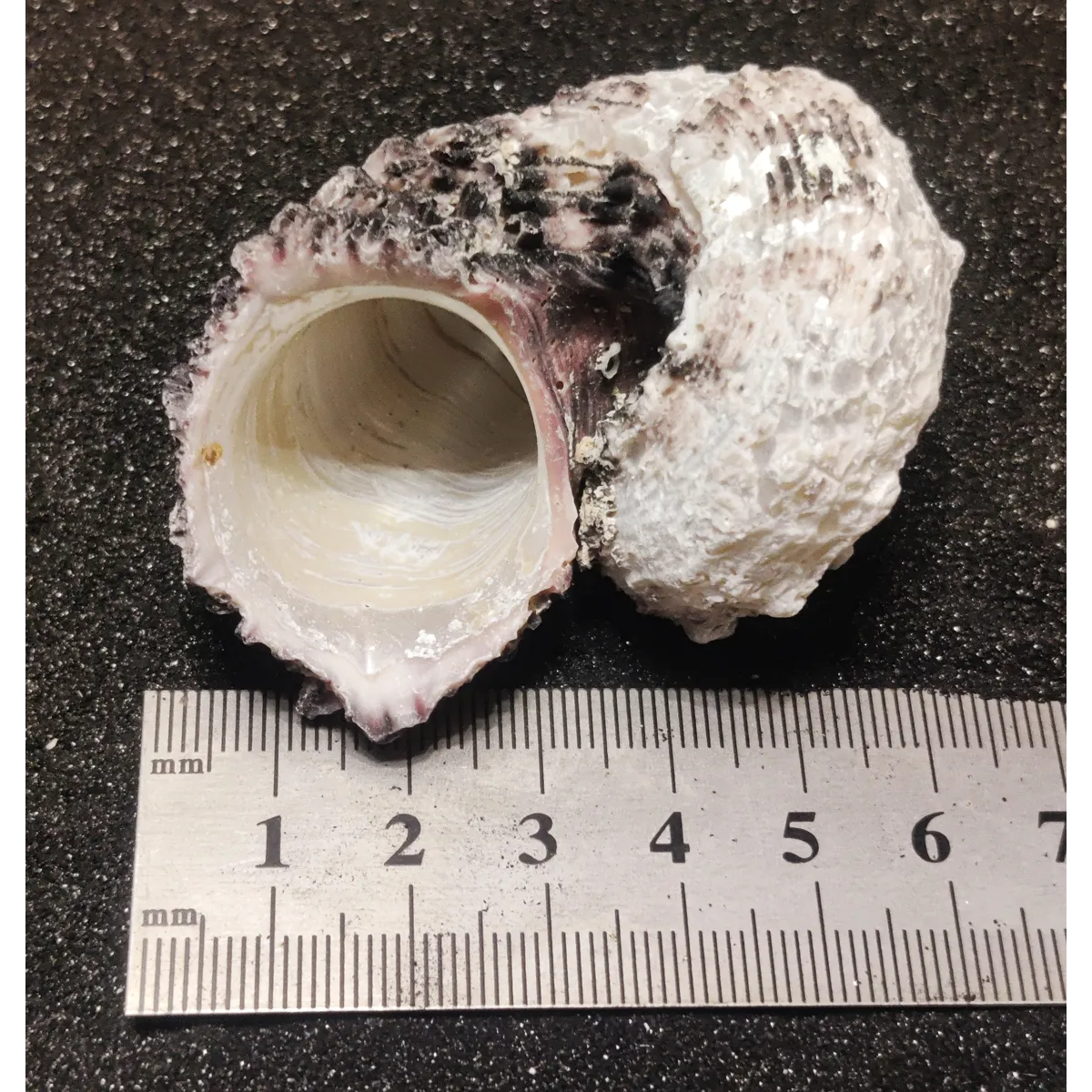 Delphinium Shells (Extra Large) x3
