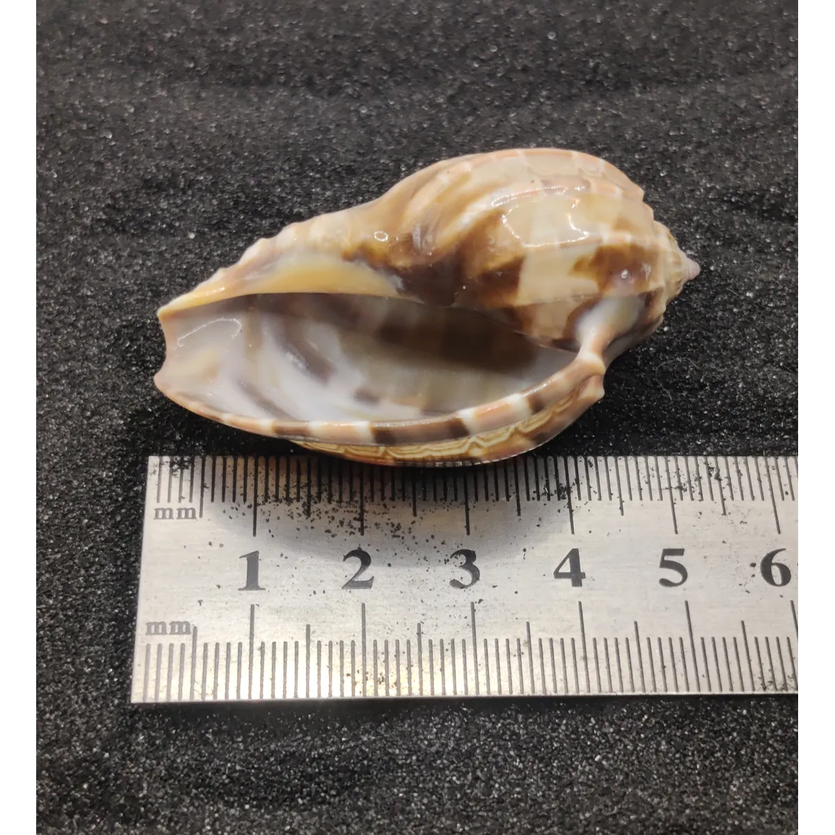 Harpa Shells (Large) x5
