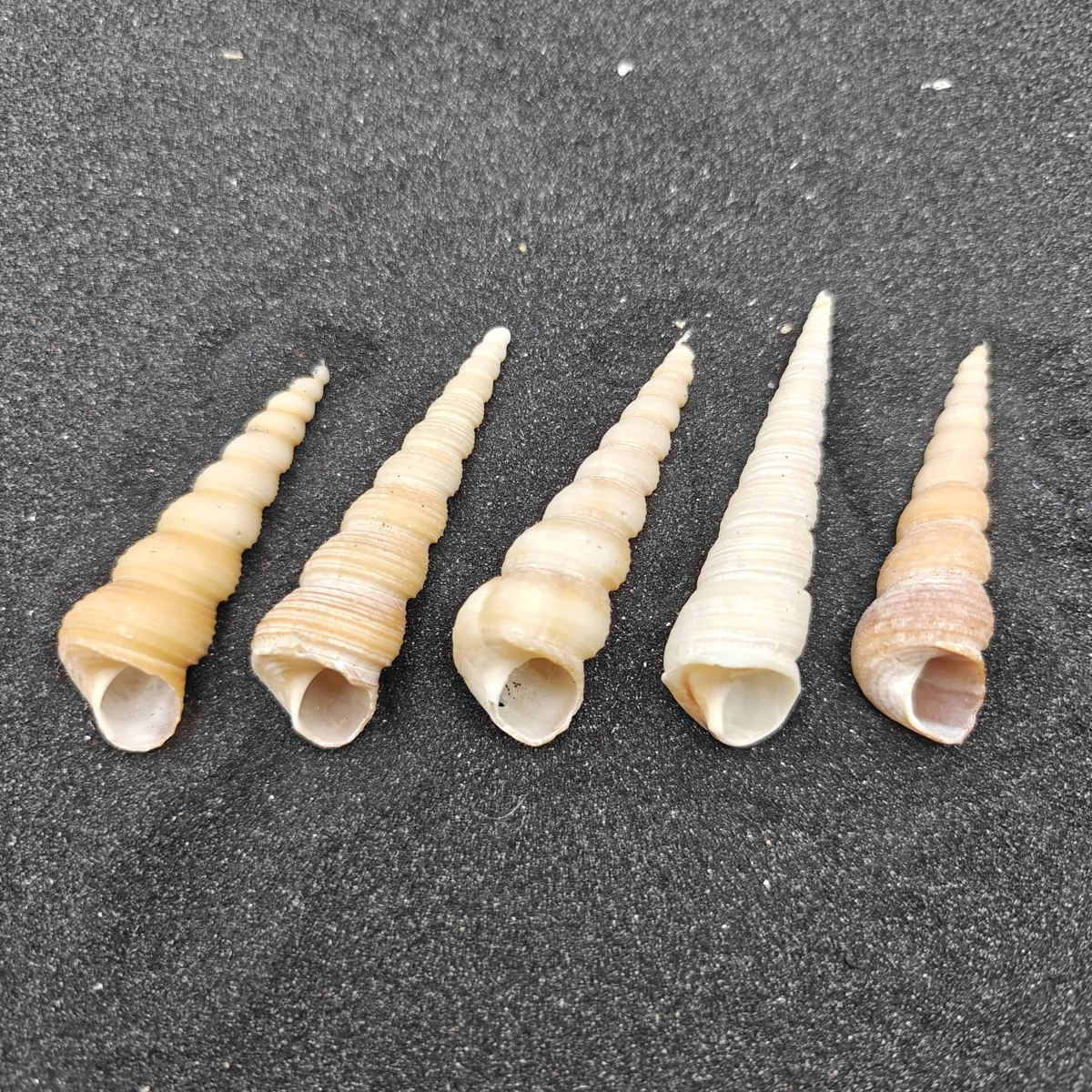 Screw Shells (Large) x5