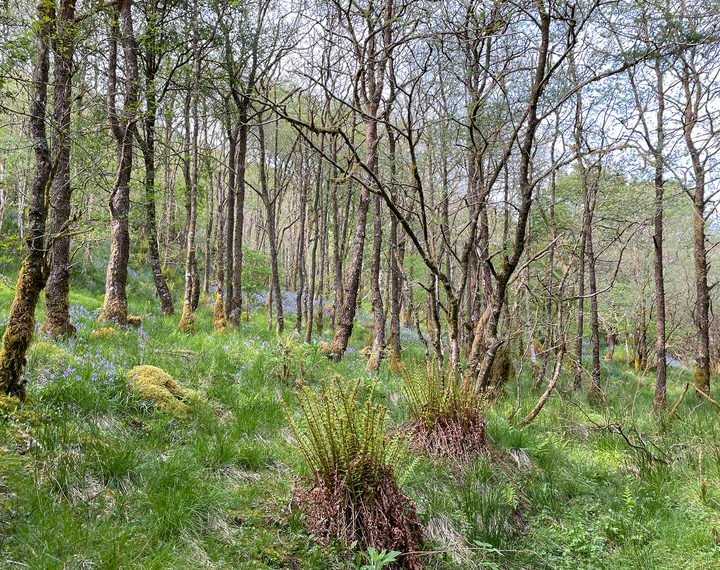 DECORATIVE TITLE: LAIRD &/OR LADY OF CRIDHE NA COILLE ("HEART OF THE WOODLAND")