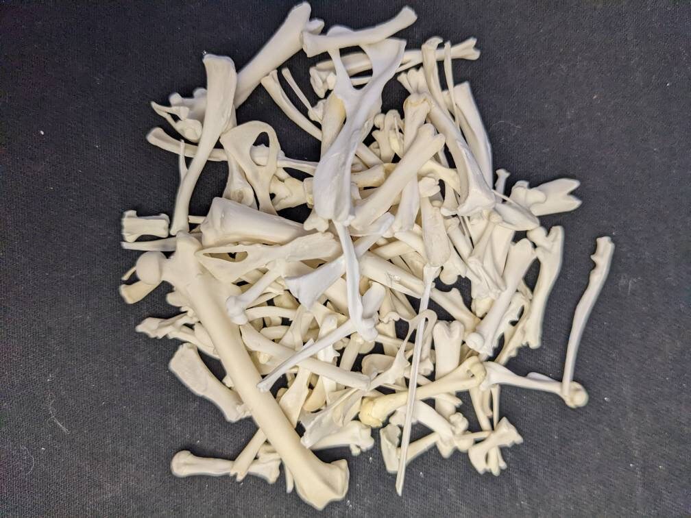 Bones
