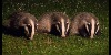Devon Badger Group Webstore