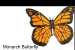 Monarch Butterfly