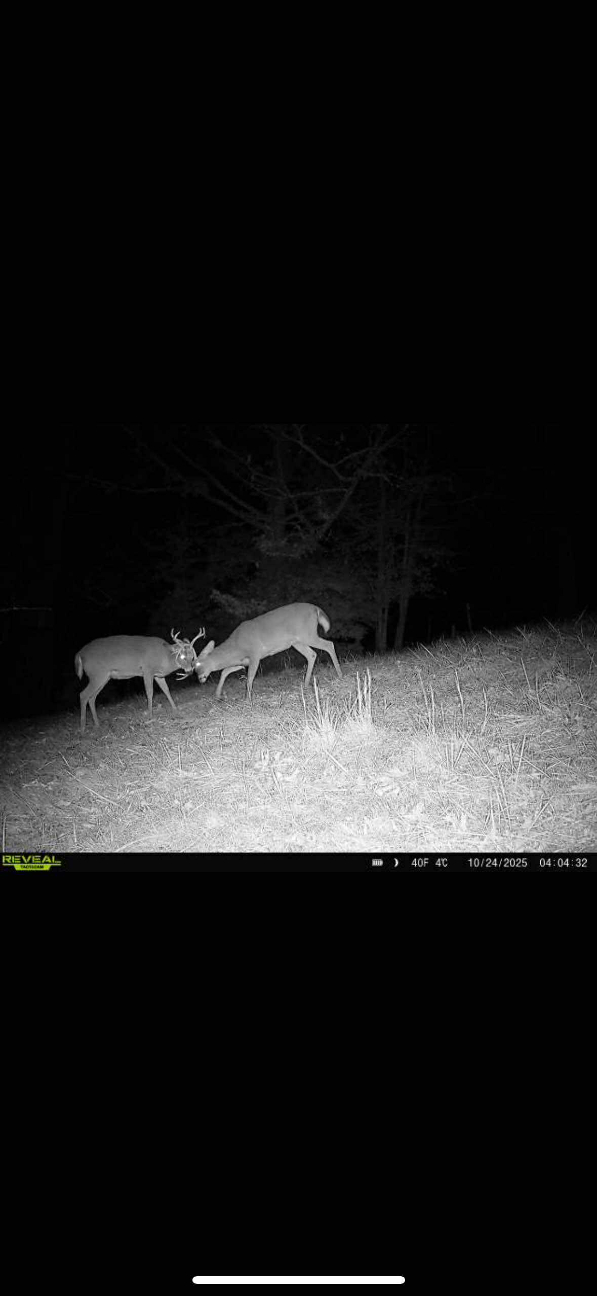 Nice Buck coming to the Mineral site