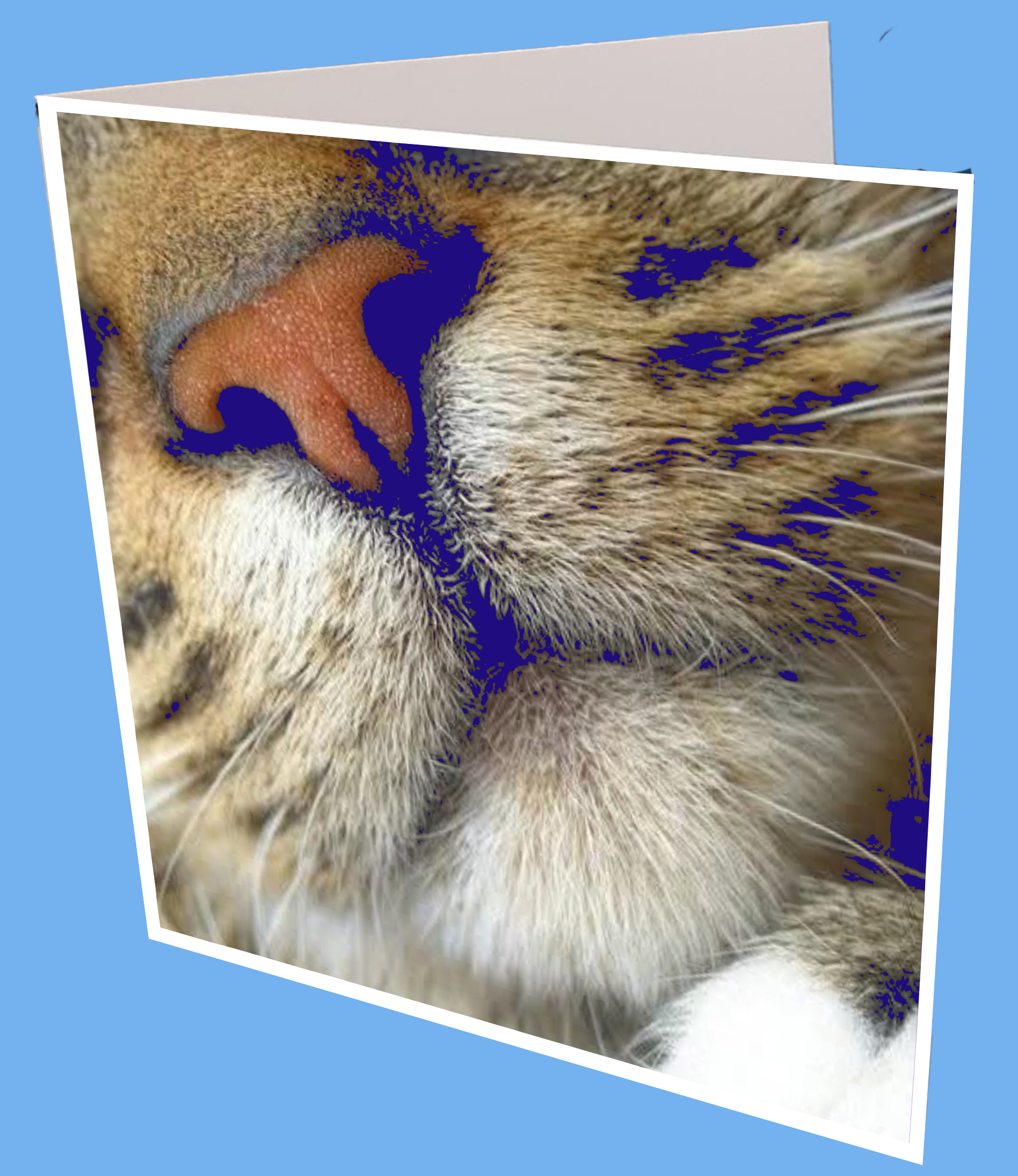 Cat Nose Greeting cat