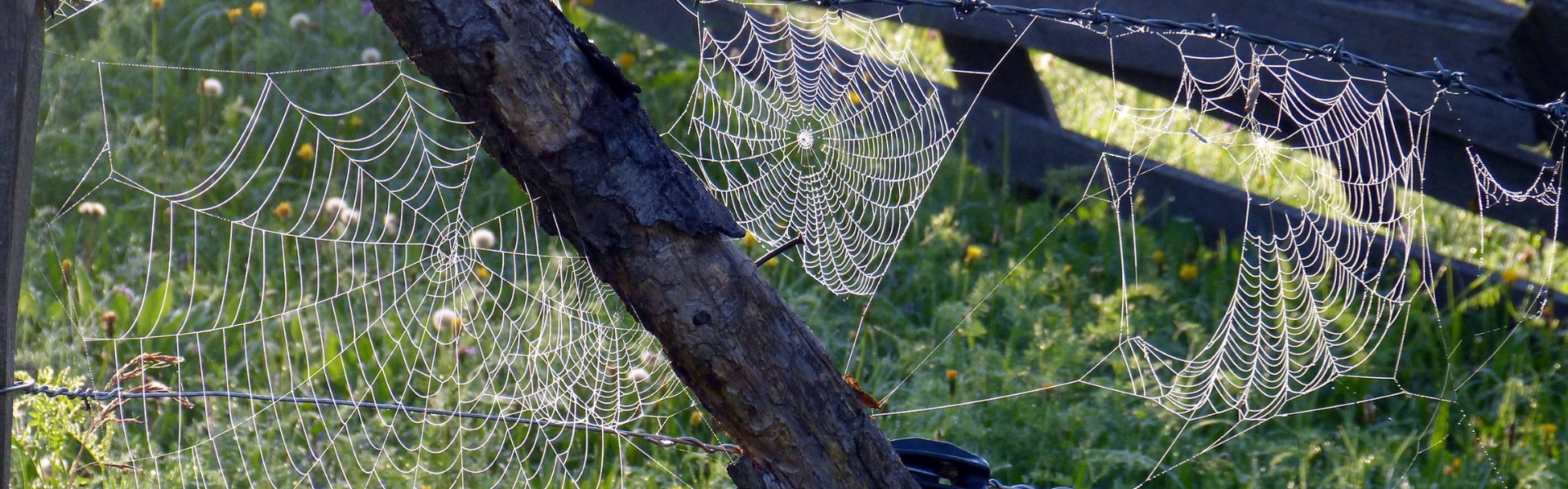 web