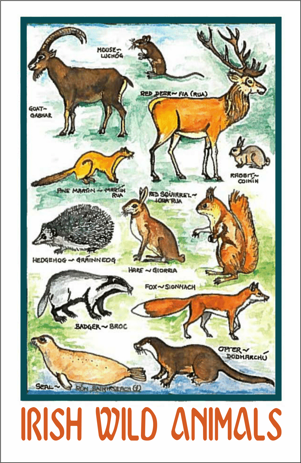 IRISH WILD ANIMALS