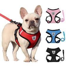French bull dog harness with lead
