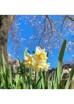 BANCROFT IN APRIL