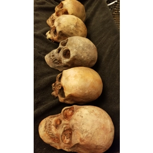 Lot of 5 skulls
