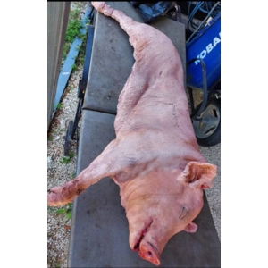 full size split in half Pig latex foam filled prop