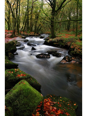 Autumn at Golitha Falls A4 Mounted Photo