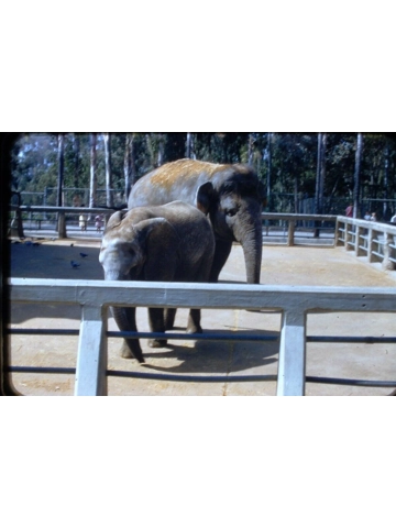 9 Vtg 1956 Amateur Shot San Diego Zoo 35MM Slides Elephants Polar Bear Bus Hippo