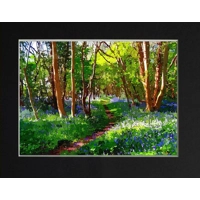 Blue bells Forest of Dean