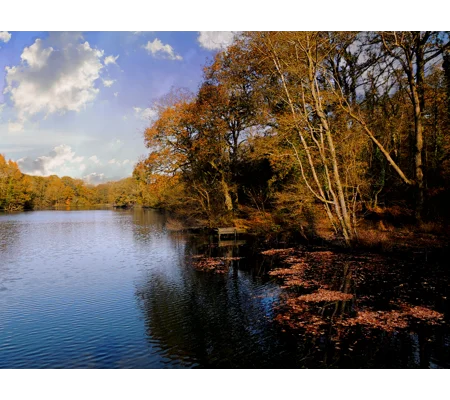 Cannop ponds