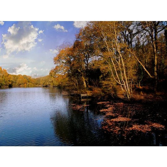 Cannop ponds