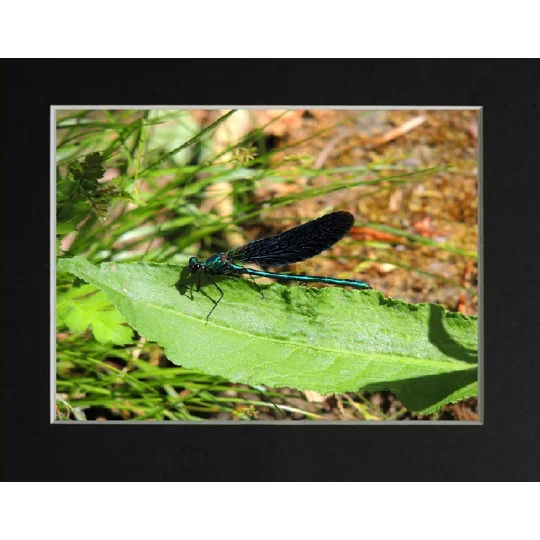 Demsel fly print