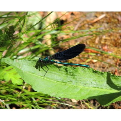 Demsel fly print Demsel fly print