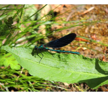 Demsel fly print